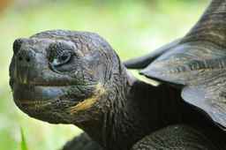 The Galápagos Tortoise: A Marvel of Evolution