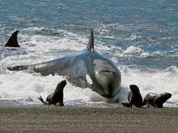 Best Beaches to See Orcas